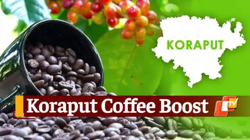 Coffee Cultivation