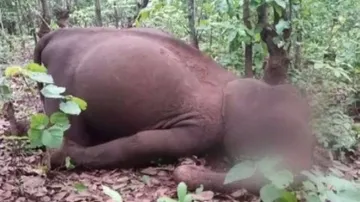 70% electrocution deaths are traps by poachers