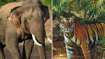 Simultaneous Elephant, Tiger Census In Odisha From 2022