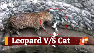 Leopard, Cat, Animals In A Well, Maharashtra