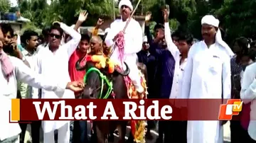 Buffalo Ride