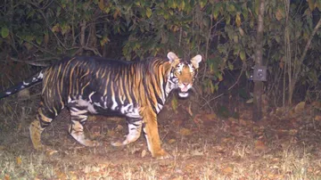 Mystery Behind Odisha's 'Black Tigers' Decoded