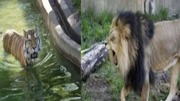 Lions, Tigers Covid Positive