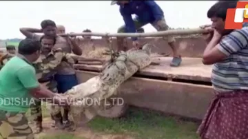 Crocodile Rescued From Pond In Kendrapara