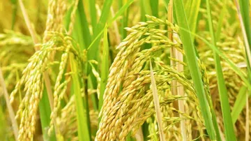 NRRI Cuttack Develops High-Nourished Paddy Variety