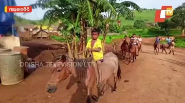 Little Horse Riders Jockeying To Cast Off 'Red' Taint In Odisha’s Malkangiri