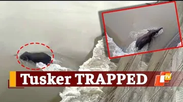 Elephant Rescue operation at Mundali