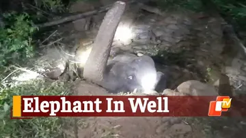 Elephant Stuck In Well, Elephant In Well, Mayurbhanj, Similipal National Park