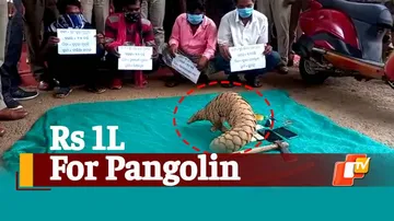 Pangolin Smuggling, Wild Life Smuggling, Pangolin