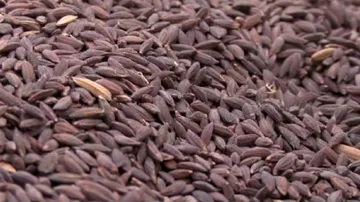 GI Tag Push For Koraput's Indigenous Rice Variety 'Kalajeera'
