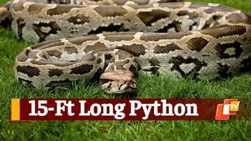 Python Rescued In Mayurbhanj