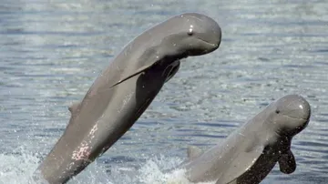 Three-day dolphin census at Chilika Lake begins: Know how the process is carried out