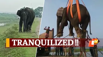 Wild Elephant Lifted By Crane In Odisha