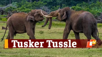 Elephant Vs Elephant 