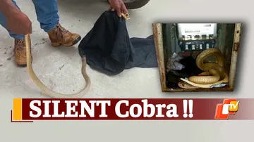 Cobra Rescued, Snake Helpline Members, Bhubaneswar