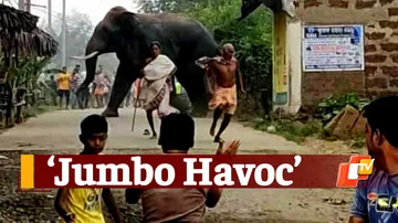 Elephant Havoc, Elephant Chaoss, Kamakhaynagar, Dhenkanal