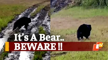Bear in Nuapada