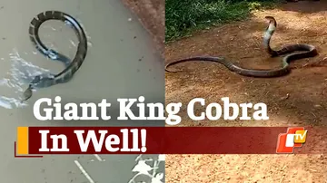 Giant King Cobra, King Cobra From Well, Snake Rescued, Baripada