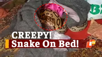 Snake Rescue, Russel Viper, Snake On Bed, Snake Helpline Members