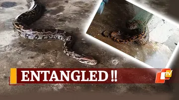 Python Stuck In Fishing Net 