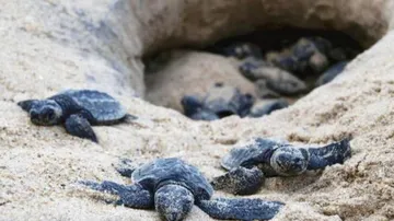 Riddle Of The Olive Ridley Sea Turtles In Odisha