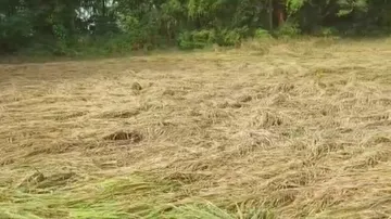 Farmer Suicide Because Of Crop Damage
