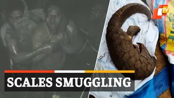 Pangolin Poaching In Odisha