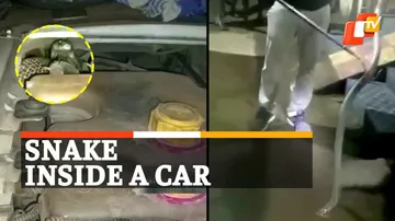 Snake In Car, Poisonous Snake, Cobra Snake