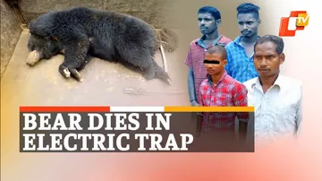 Wild Bear, Poachers Arrested, Keonjhar, OTV News