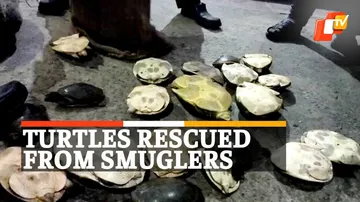 Tortoise Smuggling, Jajpur