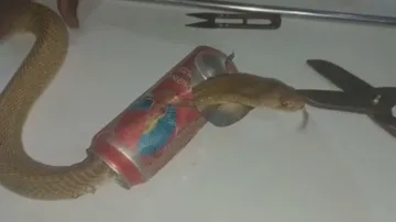 Bizarre! Snake With Head Stuck In Beer Can Rescued In Puri. 