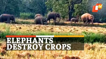 Elephant Menace, Mayurbhanj