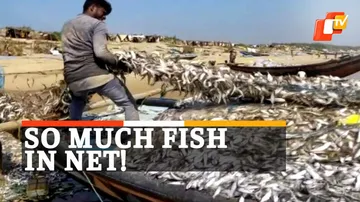 Fishing, PuriSea, Puri, OTV News, Odisha