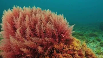 Seaweed May Help Stop Covid Virus From Infecting Human Cells: Study