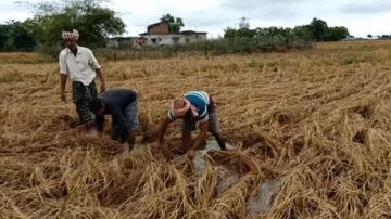 Cyclone Jawad Impact: Unseasonal Rain Sinks Hopes Of Farmers In Many Parts Of Odisha