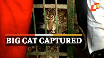 Leopard Rescued