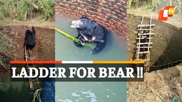 Bear Rescued, Wild Bear Rescued, Bear Inside Well