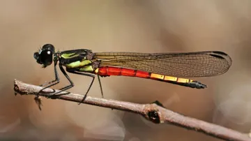 Destruction Of Wetlands Leading To Global Decline Of Dragonflies