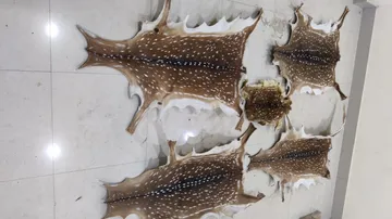 Odisha Crime Branch STF Nets Two Wildlife Smugglers, Seizes 5 Deer Skins