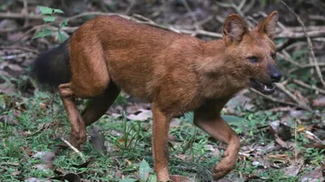 Dhole Asiatic Wild Dog In Odisha