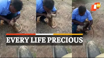 Man Saves Monkey