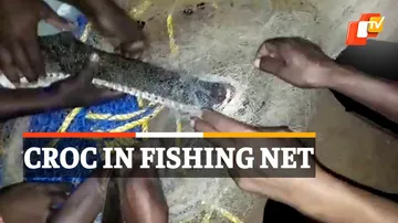 Crocodile Rescued