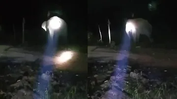 elephant death in Odisha 