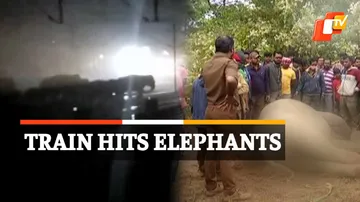  Elephant Killed, Train Accident