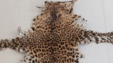 Leopard Skin Seized In Odisha's Khordha, 1 Held