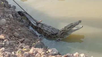 Crocodile Gets Trapped In Fishing Net In Malkangiri Village, Rescued