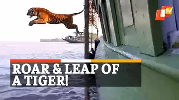  Tiger Released, Tiger Rescue