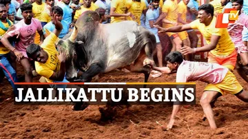 Pongal, Jallikattu