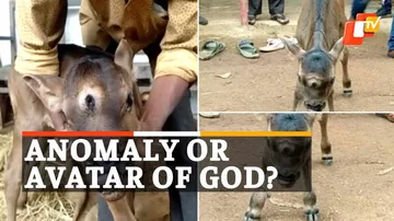 Three Eyed Calf, Cow Calf, Cow Calf With Three Eyes