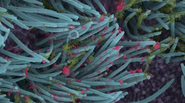 UV-C Tech That Deactivates Covid Now Open For Public Usage